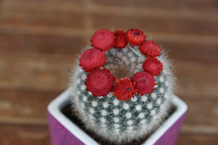 cactus, flourished, red