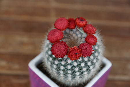 kaktus, blomstret, rød