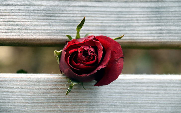 τριαντάφυλλο, ξύλο, κόκκινο, άνθος, άνθιση, λουλούδι, κόκκινο τριαντάφυλλο