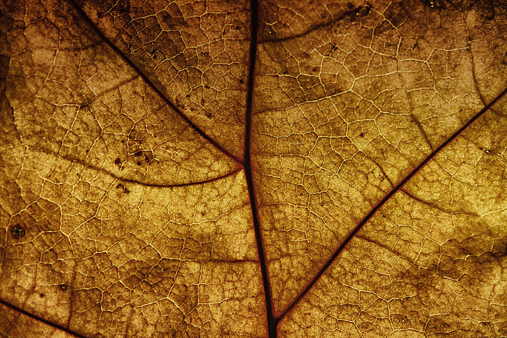listov, listov žile, struktura, vzorec, tekstura, ozadje, narave