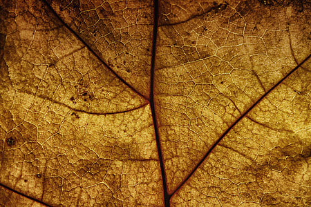 daun, vena daun, struktur, pola, tekstur, latar belakang, alam