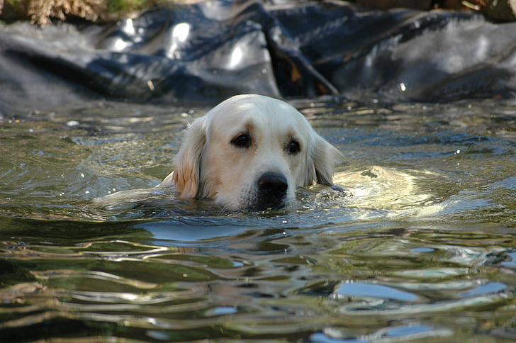 golden retriever, dog, pond