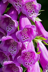 thimble, larkspur, flowers, purple, blossom, bloom, nature