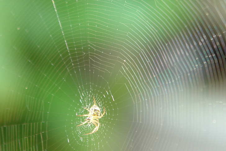 cobweb, nhện, mạng lưới, dệt, isekt, trường hợp