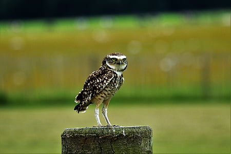 burrowing owl, small owl, bird, nature, burrowing, owl, wildlife