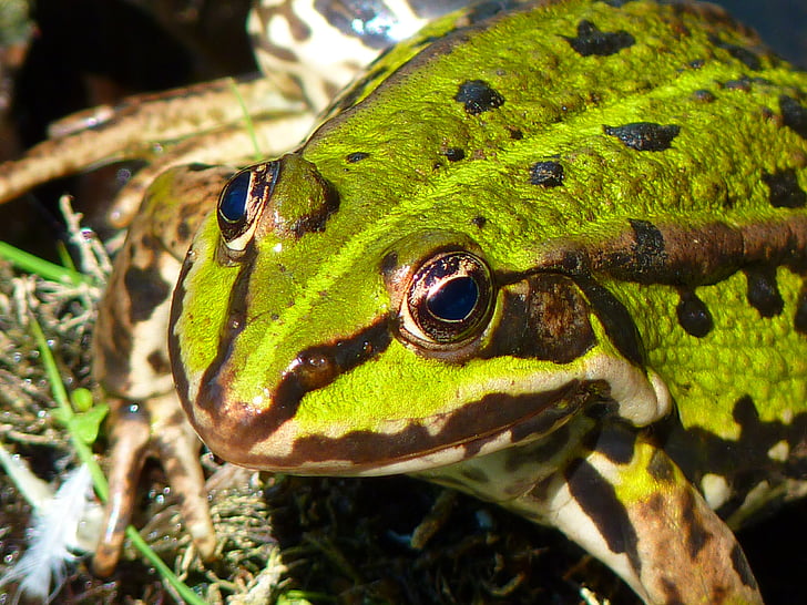 Frog pond, frosk, amfibier, grønn, vann, skapning