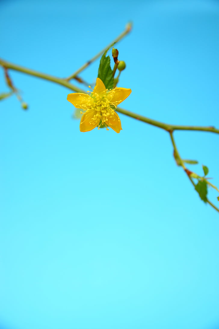 yellow, blue, flowers, spring, nature, yellow flower, plant