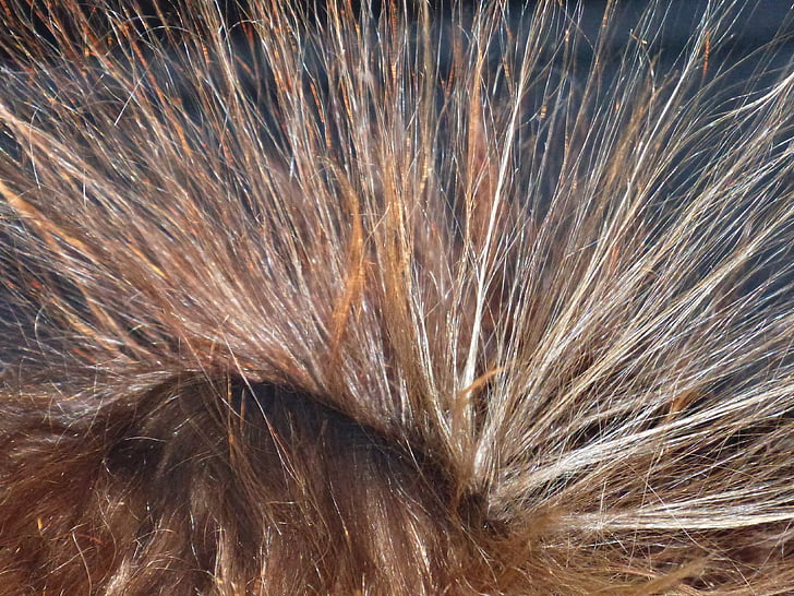 plaukų, Van de Graafo elektrostatinį generatorių, aukštos įtampos, yra plaukų į kalnus, elektros krūvis, imamas, nemokamai