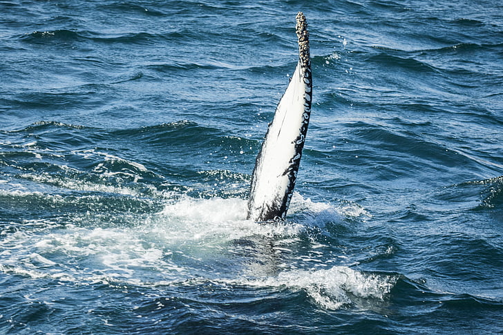 balena, Islàndia, natura, Marina, vida silvestre, islandès, Akureyri