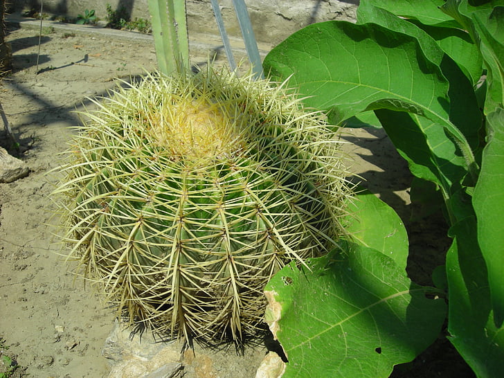 nature, cactus, plant