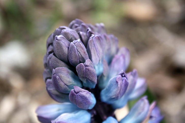 Hyacint, květ, jaro, fialová, zahrada, kvetoucí, Příroda