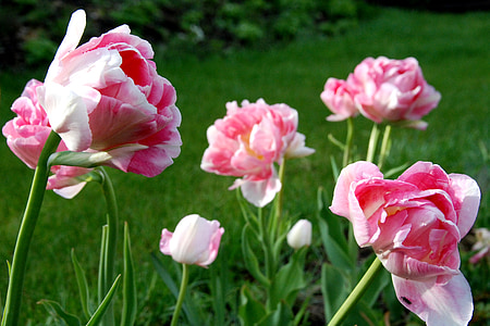 Tulip, lill, roosa, õis, kevadel, õitsev, taim