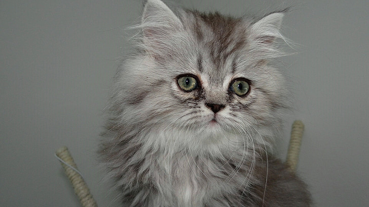 cat, feline, hair, kitty, matou, twink, pussy