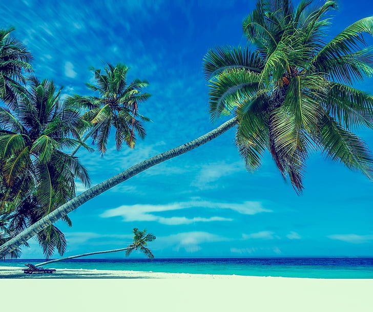 palmiye ağaçları, plaj, kum, cennet, tatil, banyo, Deniz