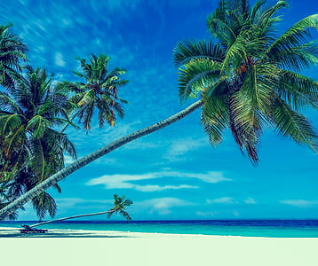 palm trees, beach, sand, paradise, holiday, bathing, sea