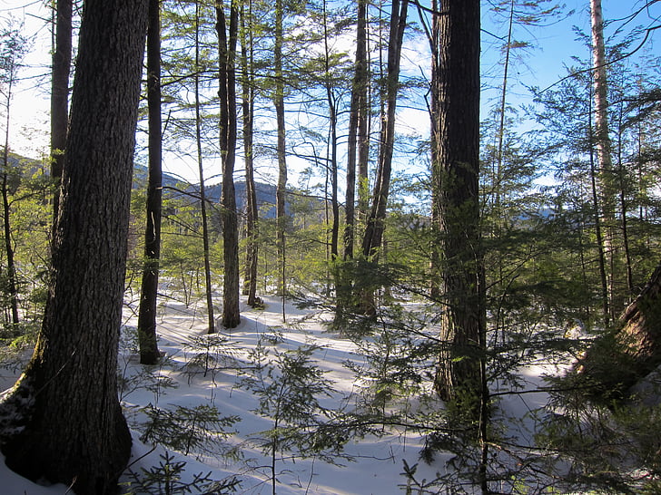 Les, krajina, Příroda, stromy, Woods, strom, venku