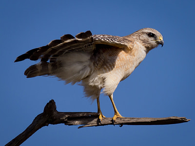 red-shouldered hawk, raptor, bird, hawk, predator, wildlife, nature