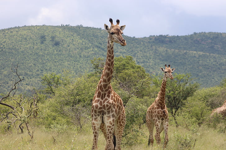 žirafa, živali, divje, narave, prosto živeče živali, Afrika, Safari