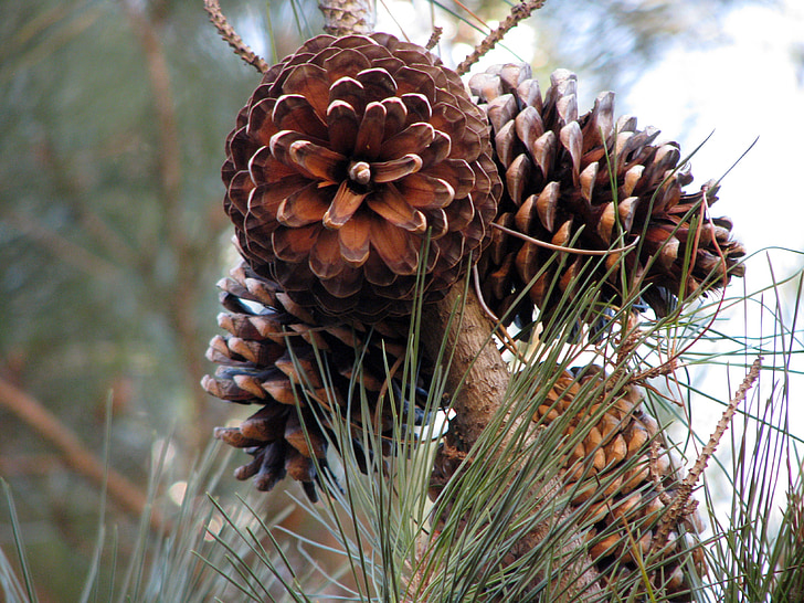 pine cones, conifer, pine needles