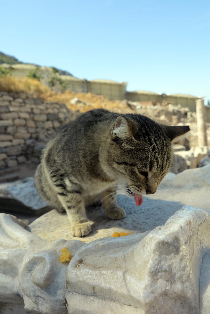 cat, turkey