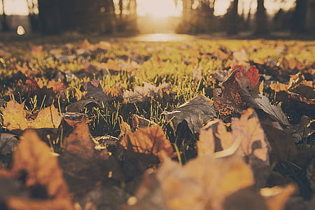 gräs, djup, fotografering, fältet, lämnar, naturen, hösten