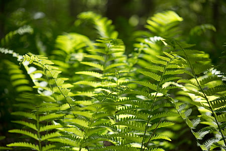 close-up, fulles, natura, plantes, fulla, planta, color verd
