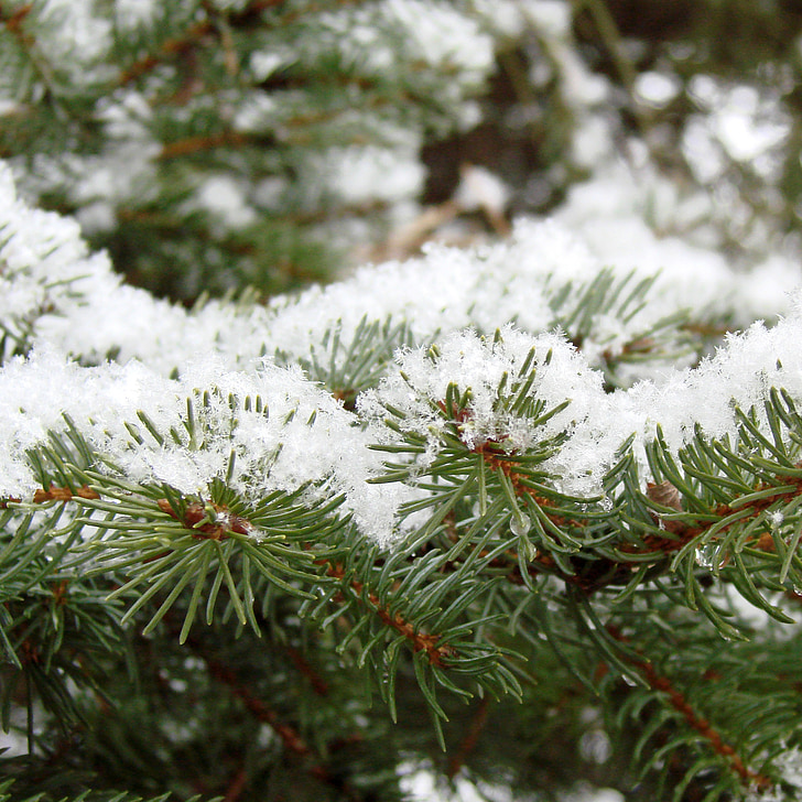 pine, leaves, snow, winter, covered, flora, white