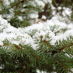 松树, 叶子, 雪, 冬天, 覆盖, 植物区系, 白色