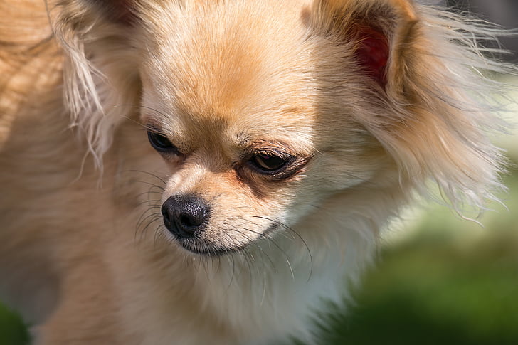 Chihuahua, hund, chiwawa, lille, lille hund, Pet, dyr
