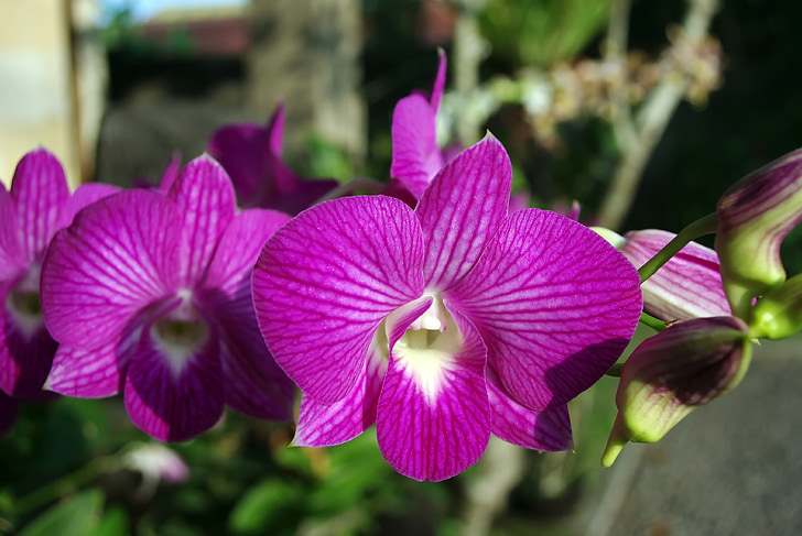 Thajsko, orchidej, květ, fialová, exotické, divoká orchidej, fialový květ