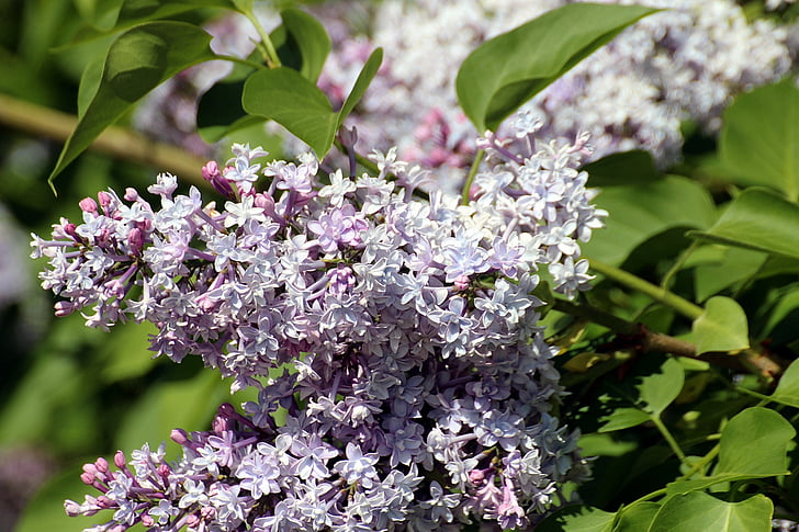 lilac, syringa, genus, oleaceae, syringa vulgaris, ornamental shrub, nature