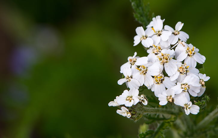 valkoinen kukka, luonnollinen, Flora, kukka, joukko
