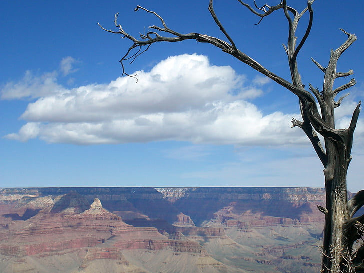 Grand canyon, árvore, deserto, Arizona, céu, viagens, nacional