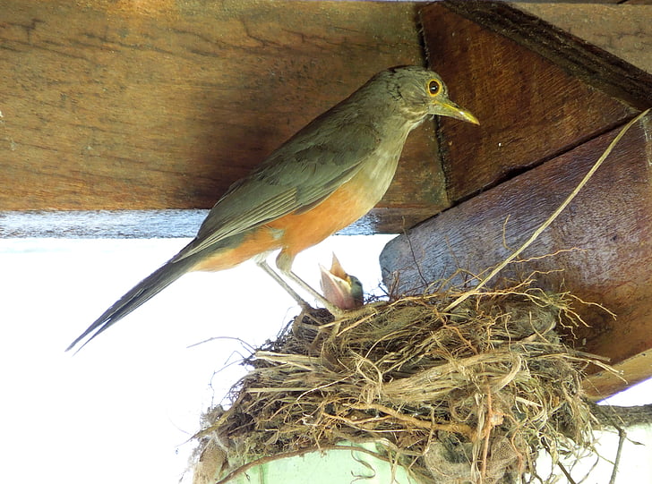 lijsters, Birdie, vogel, nest, baby vogel