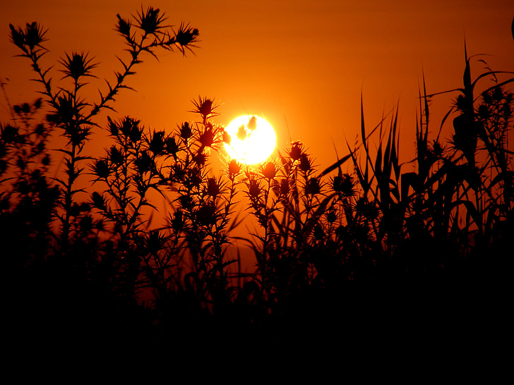 sunset, sun, plants, spin, sky, red, cane