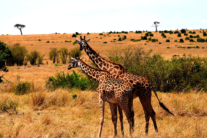 Laukiniai gyvūnai, Afrika, Tanzanija, žinduolis, Safari, parkas, kelionės