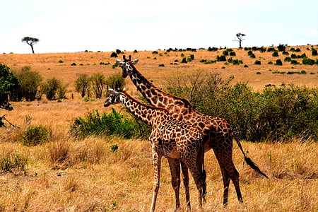 dieren in het wild, Afrika, Tanzania, zoogdier, Safari, Park, reizen