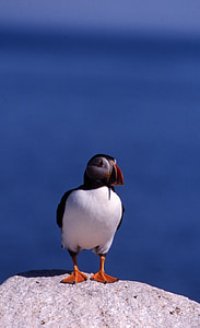 atlantic puffin, bird, waterfowl, wildlife, nature, rock, sea