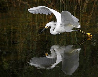 biały, ptak, pływające, w pobliżu, ciało, wody, w ciągu dnia