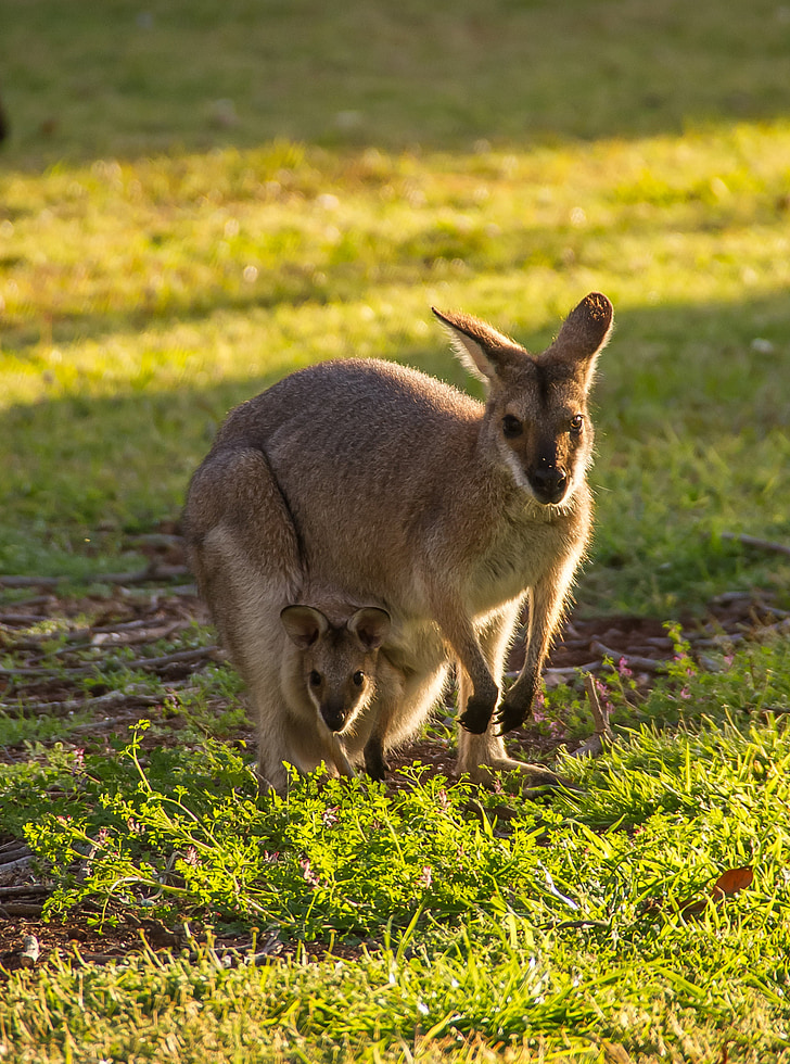wallabies, pelēkvaigu valabijs, ķengura mazulis, maisiņš, māti un bērnu, Austrālija, Queensland