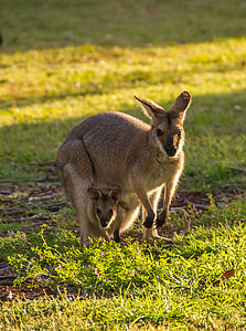 Wallaby, wallaby dal collo rosso, Joey, sacchetto, madre e bambino, Australia, Queensland