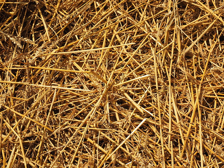 straw, straws, field, nature, agriculture, harvest, mowed