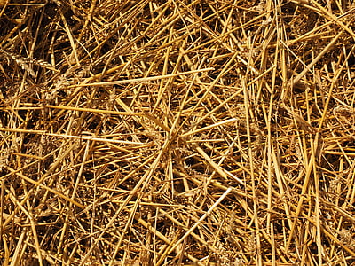 straw, straws, field, nature, agriculture, harvest, mowed