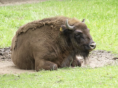 wisent, buffalo, animal, mammal, pasture
