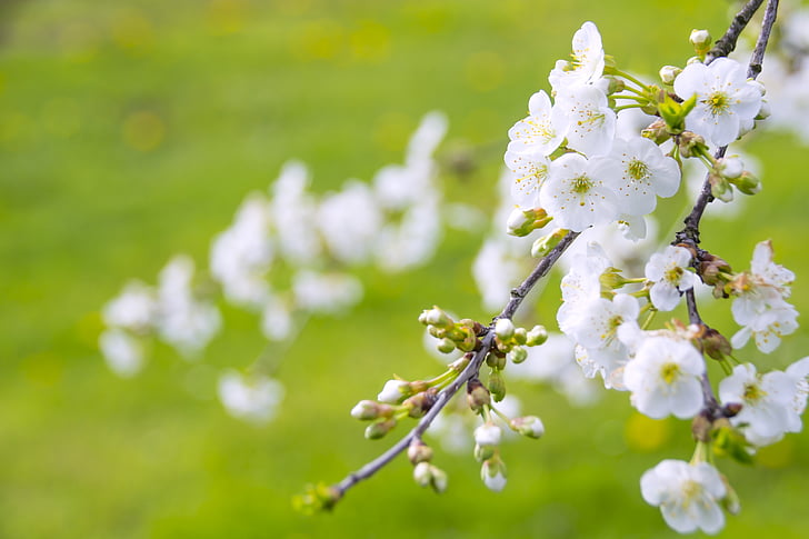 underbara blommande cherry, körsbär, paradis, änglalika skönhet, livets träd, symbol, Japan