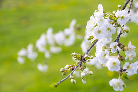 桜の素晴らしい開花, さくらんぼ, パラダイス, 天使のような美しさ, 生命の木, シンボル, 日本