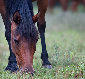 horse, animal, farm, ranch, nature, equine, dom