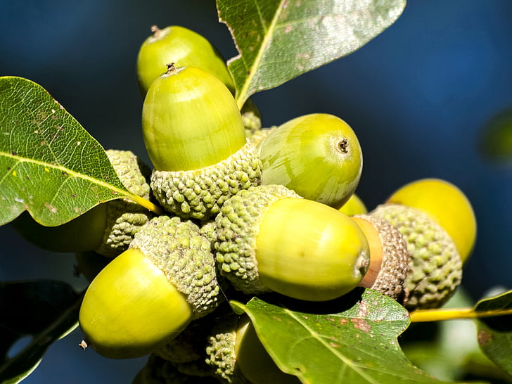 Acorn, vrucht van de boom, fruit, natuur