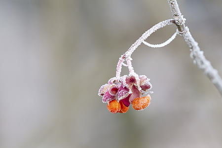 spindle, hoarfrost, winter, cold, wintry, nature, close-up