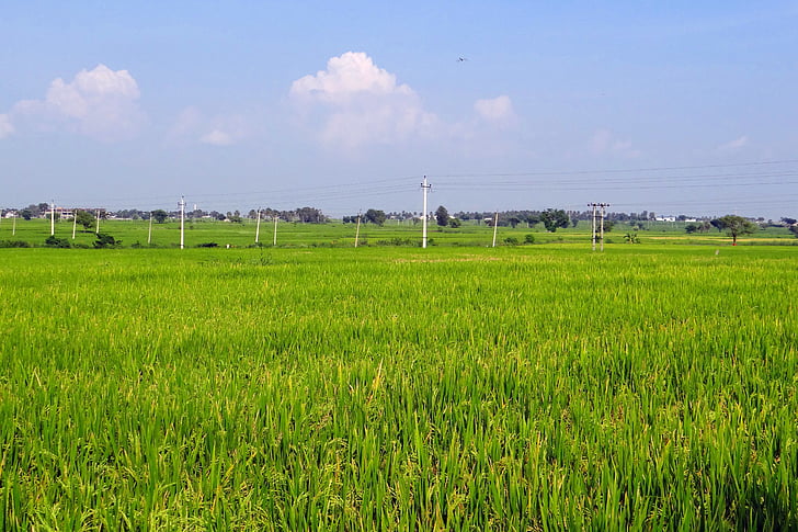 ryžių laukų, gangavati, Karnataka, Indija, žaliavinių ryžių, ryžių ryžių, žemės ūkis